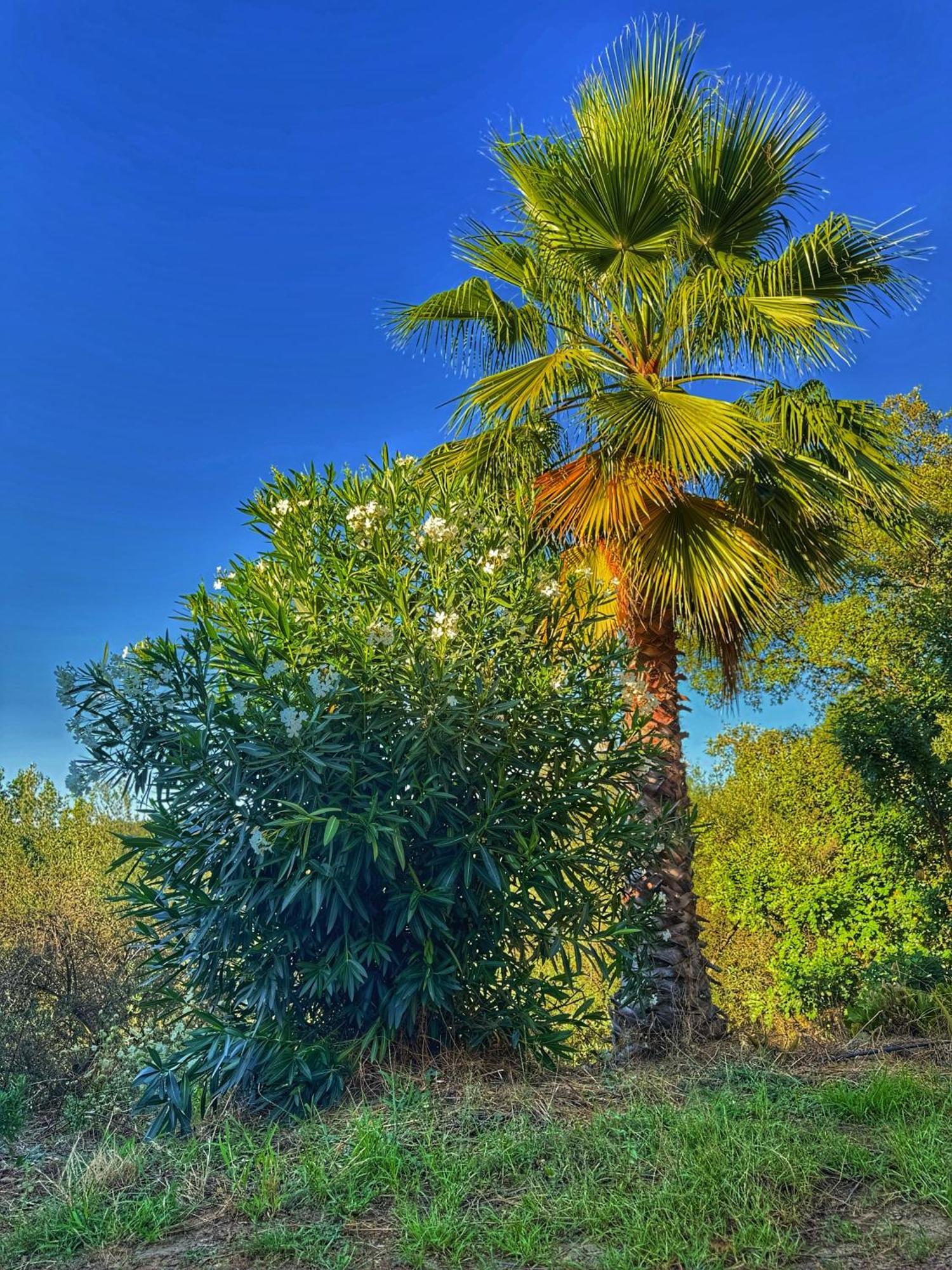 Finca Charco La Olla Jabugo Exteriör bild